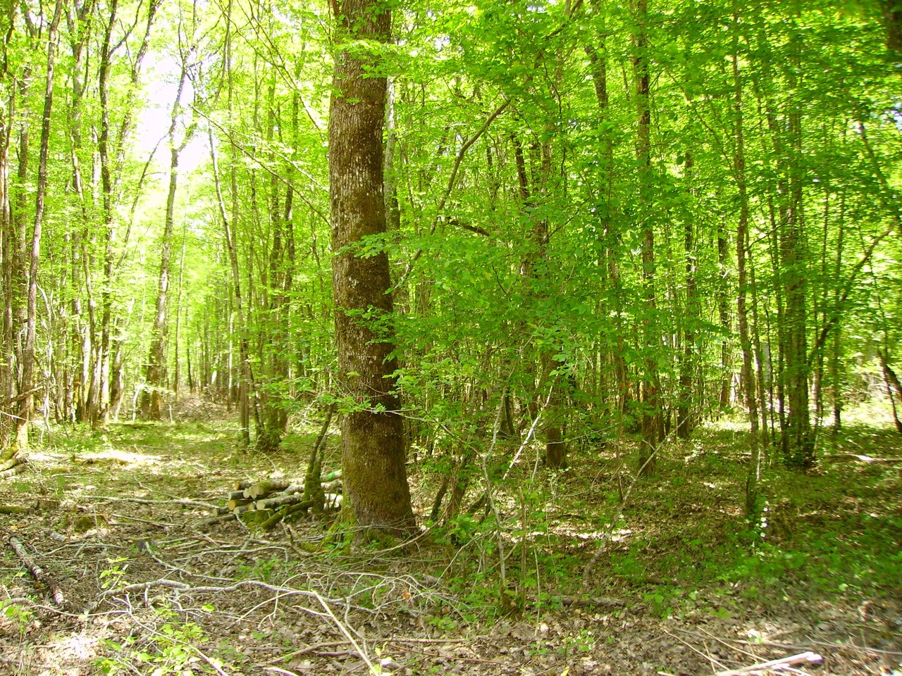 Eclaircie dans un taillis sous futaie