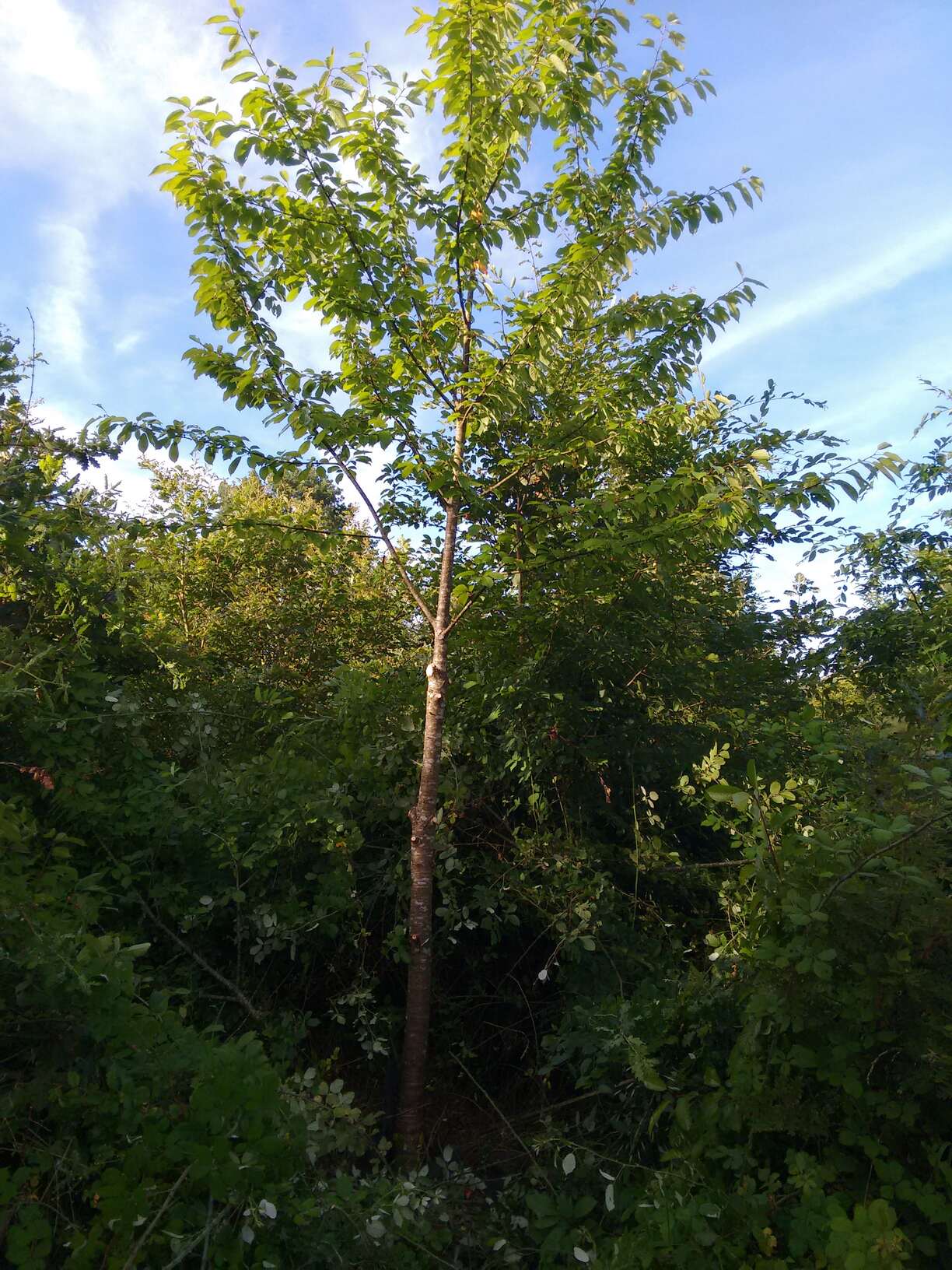 Elagage de merisier avec suppression